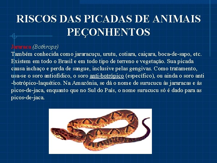 RISCOS DAS PICADAS DE ANIMAIS PEÇONHENTOS Jararaca (Bothrops) Também conhecida como jararacuçu, urutu, cotiara,