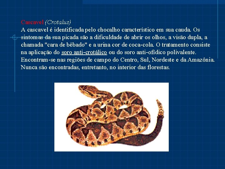 Cascavel (Crotalus) A cascavel é identificada pelo chocalho característico em sua cauda. Os sintomas