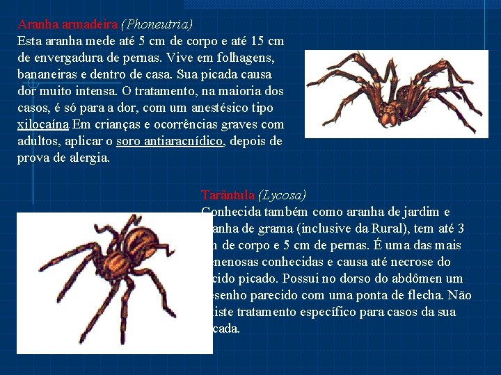 Aranha armadeira (Phoneutria) Esta aranha mede até 5 cm de corpo e até 15