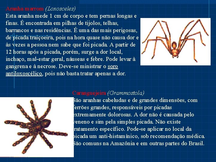 Aranha marrom (Loxosceles) Esta aranha mede 1 cm de corpo e tem pernas longas