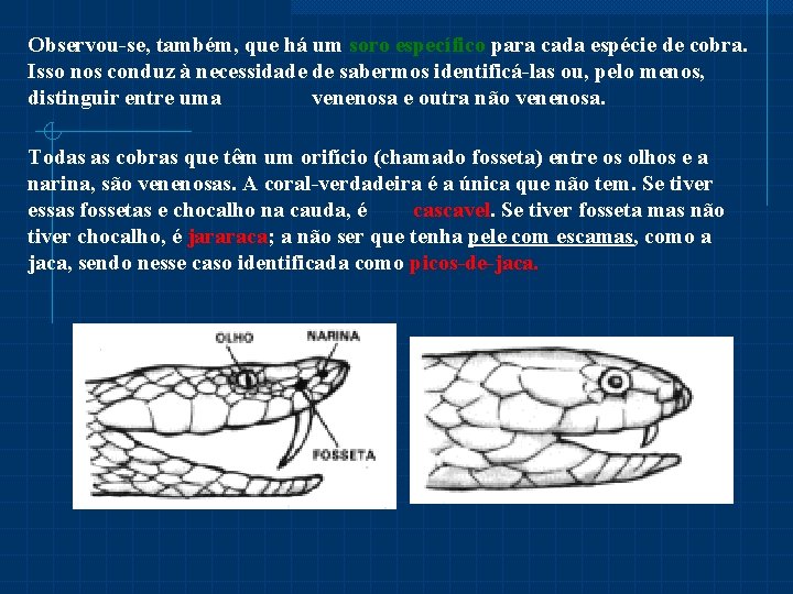 Observou-se, também, que há um soro específico para cada espécie de cobra. Isso nos