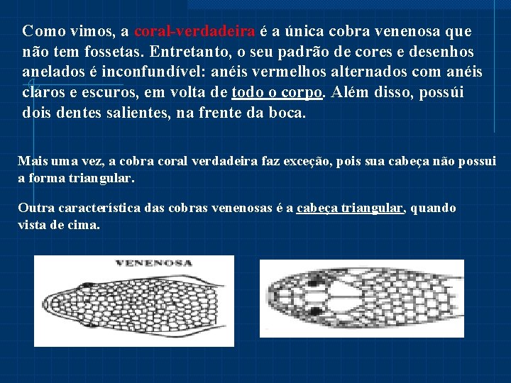 Como vimos, a coral-verdadeira é a única cobra venenosa que não tem fossetas. Entretanto,