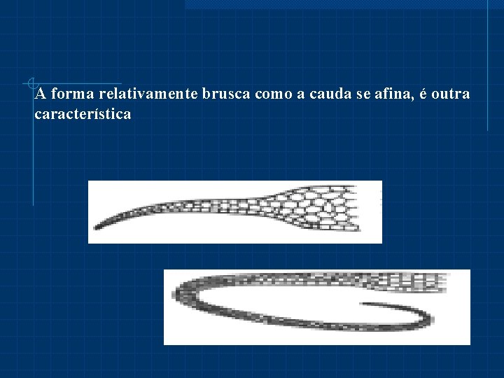 A forma relativamente brusca como a cauda se afina, é outra característica 