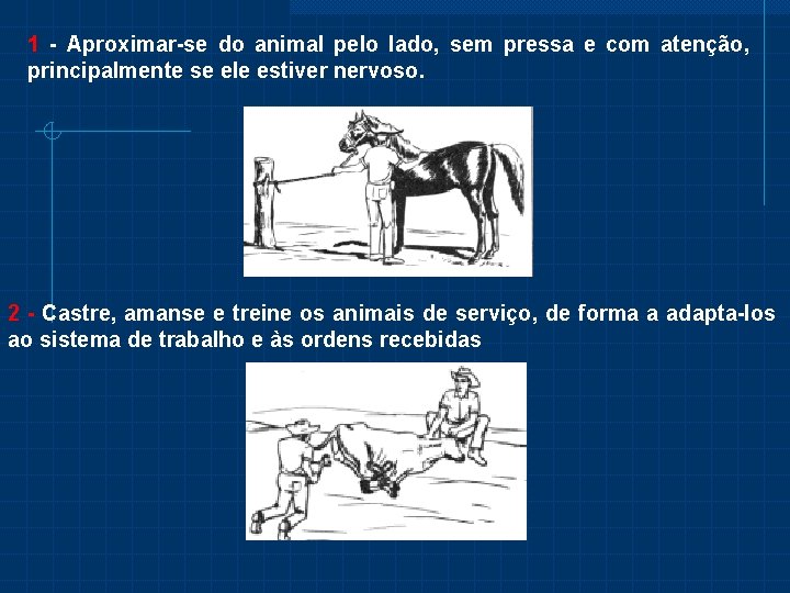 1 - Aproximar-se do animal pelo lado, sem pressa e com atenção, principalmente se