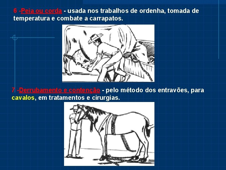 6 -Peia ou corda - usada nos trabalhos de ordenha, tomada de temperatura e