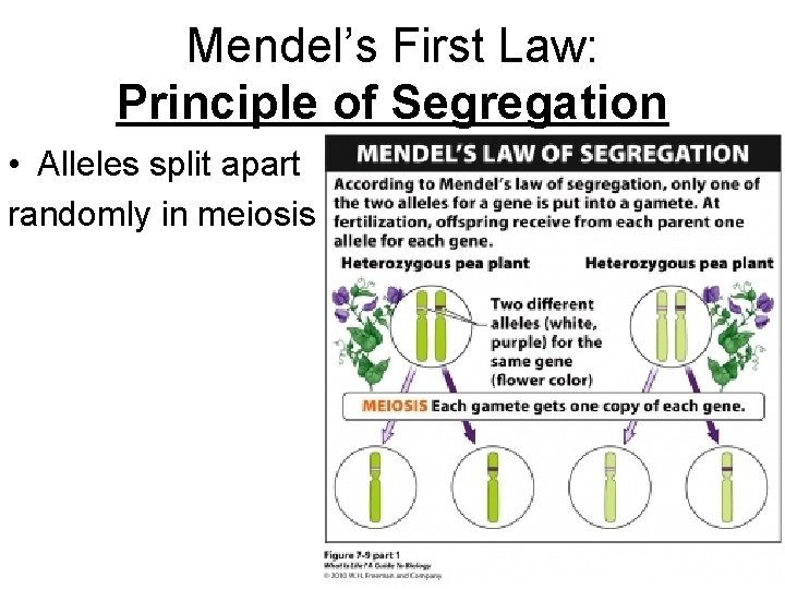 Mendel’s First Law: Principle of Segregation • Alleles split apart randomly in meiosis 