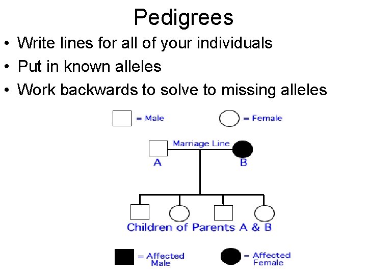 Pedigrees • Write lines for all of your individuals • Put in known alleles