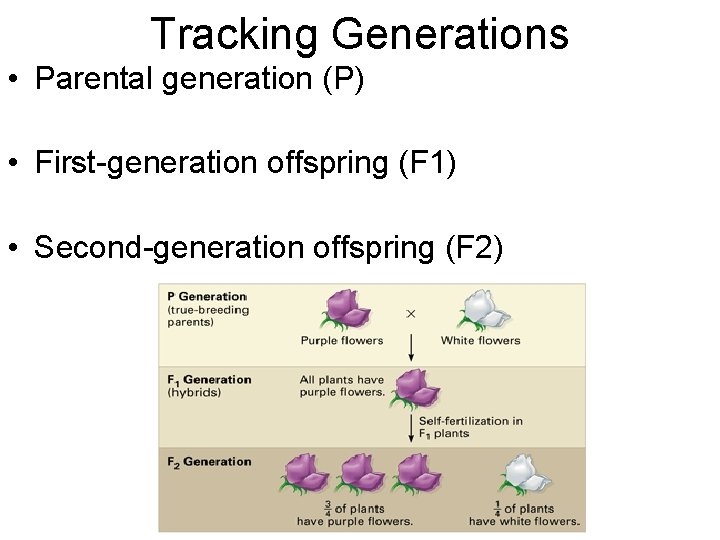 Tracking Generations • Parental generation (P) • First-generation offspring (F 1) • Second-generation offspring