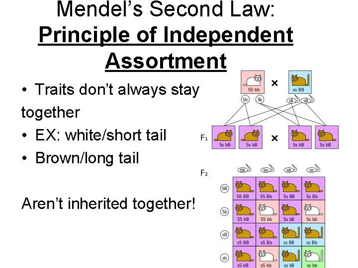 Mendel’s Second Law: Principle of Independent Assortment • Traits don’t always stay together •