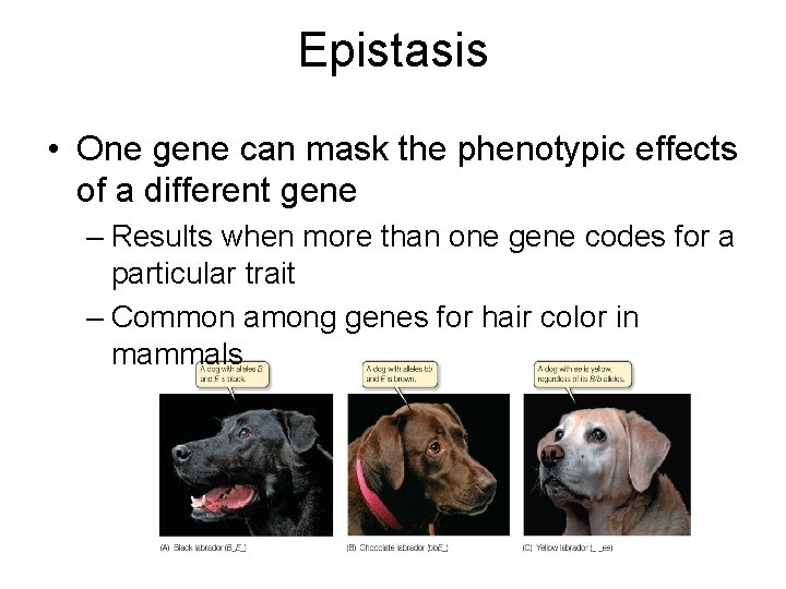 Epistasis • One gene can mask the phenotypic effects of a different gene –