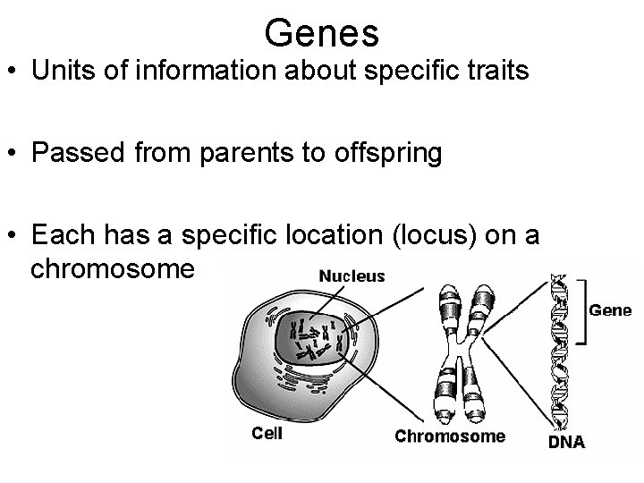 Genes • Units of information about specific traits • Passed from parents to offspring