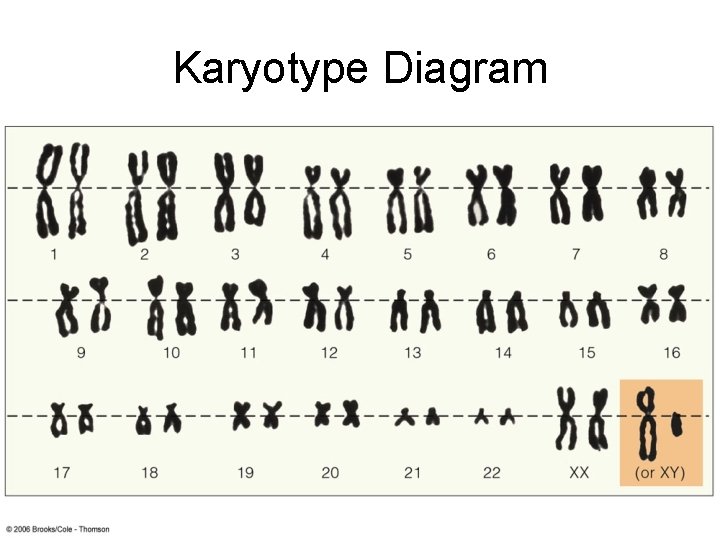 Karyotype Diagram 