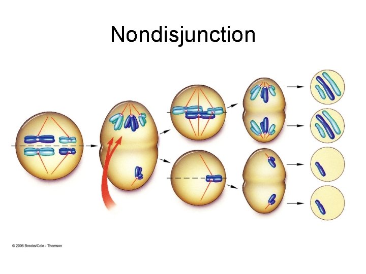 Nondisjunction 