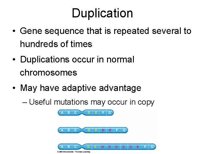 Duplication • Gene sequence that is repeated several to hundreds of times • Duplications