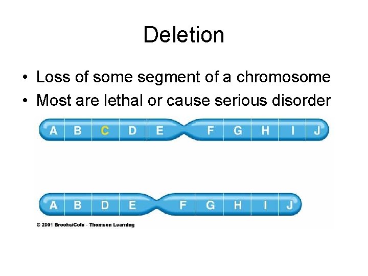 Deletion • Loss of some segment of a chromosome • Most are lethal or