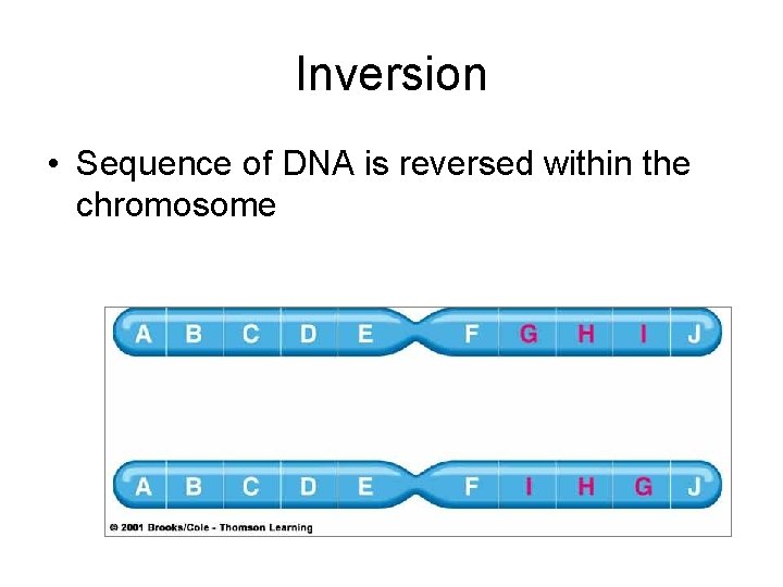 Inversion • Sequence of DNA is reversed within the chromosome 