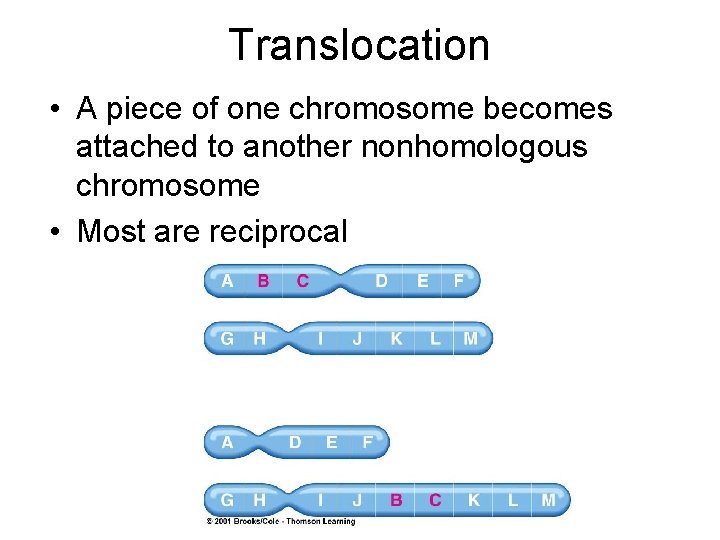 Translocation • A piece of one chromosome becomes attached to another nonhomologous chromosome •