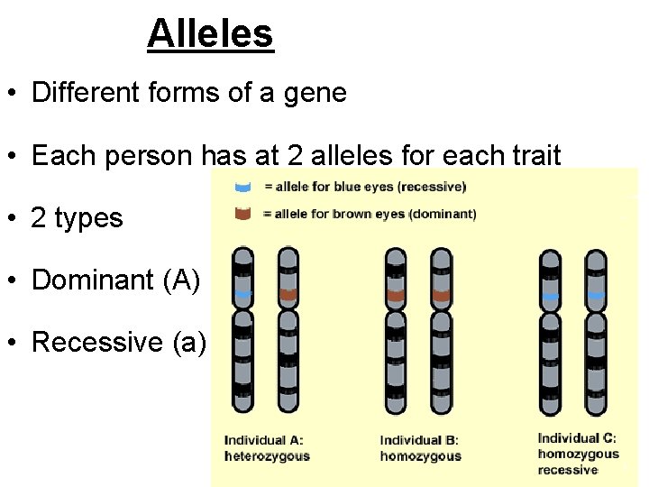 Alleles • Different forms of a gene • Each person has at 2 alleles