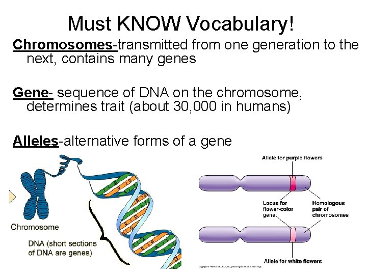 Must KNOW Vocabulary! Chromosomes-transmitted from one generation to the next, contains many genes Gene-