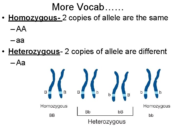 More Vocab…… • Homozygous- 2 copies of allele are the same – AA –