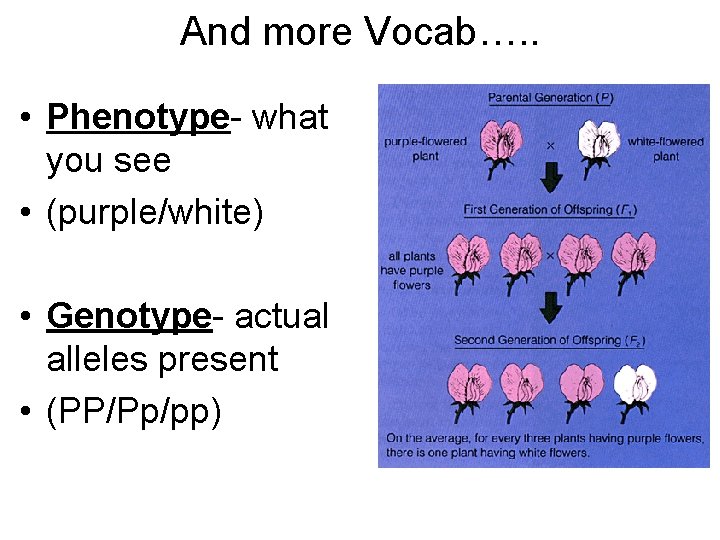 And more Vocab…. . • Phenotype- what you see • (purple/white) • Genotype- actual