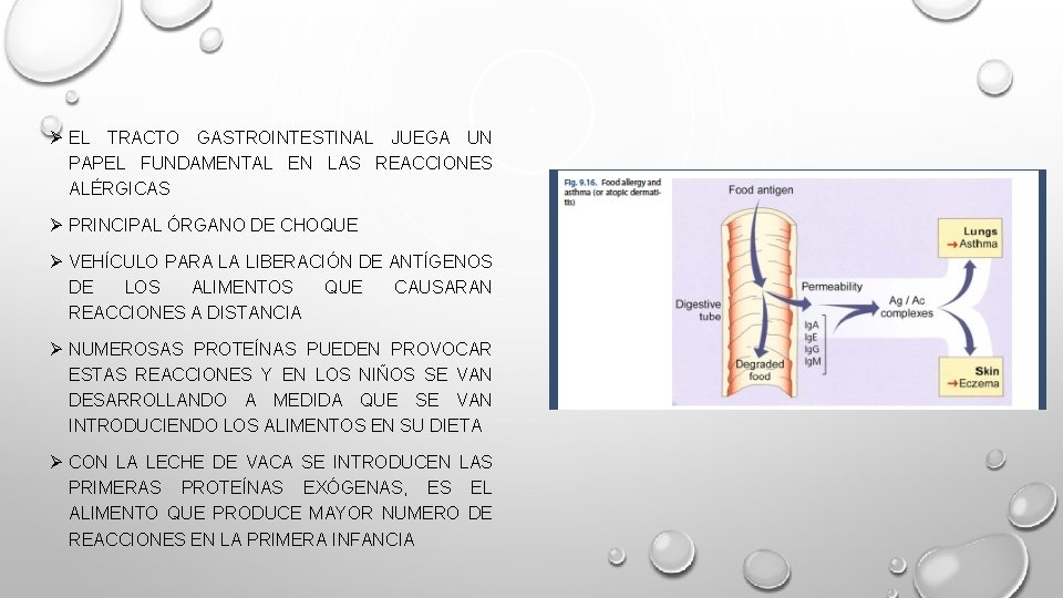 Ø EL TRACTO GASTROINTESTINAL JUEGA UN PAPEL FUNDAMENTAL EN LAS REACCIONES ALÉRGICAS Ø PRINCIPAL