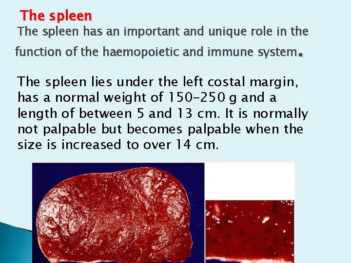 The spleen has an important and unique role in the . function of the The spleen has an important and unique role in the . function of the