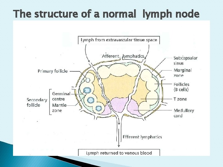 The structure of a normal lymph node The structure of a normal lymph node