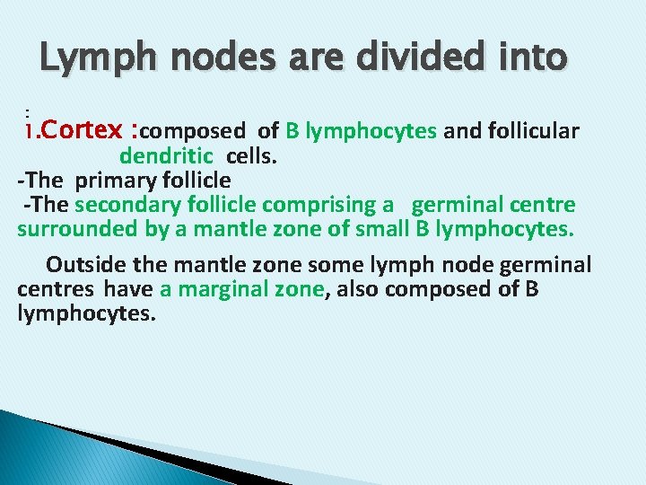 Lymph nodes are divided into : 1. Cortex : composed of B lymphocytes and Lymph nodes are divided into : 1. Cortex : composed of B lymphocytes and