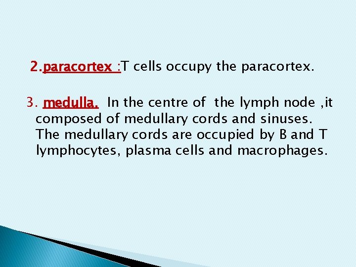 2. paracortex : T cells occupy the paracortex. 3. medulla. In the centre of 2. paracortex : T cells occupy the paracortex. 3. medulla. In the centre of