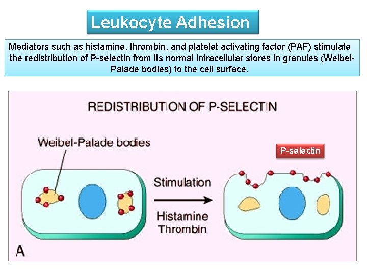 Leukocyte Adhesion Mediators such as histamine, thrombin, and platelet activating factor (PAF) stimulate the