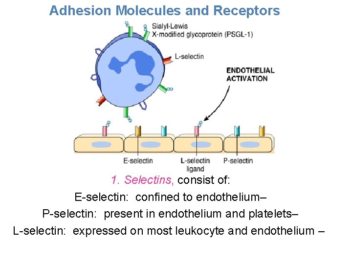 Adhesion Molecules and Receptors 1. Selectins, consist of: E-selectin: confined to endothelium– P-selectin: present