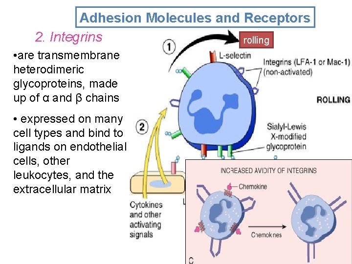 Adhesion Molecules and Receptors 2. Integrins rolling • are transmembrane heterodimeric glycoproteins, made up