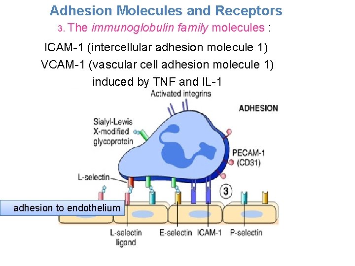 Adhesion Molecules and Receptors 3. The immunoglobulin family molecules : ICAM-1 (intercellular adhesion molecule