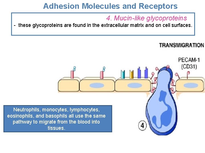 Adhesion Molecules and Receptors 4. Mucin-like glycoproteins - these glycoproteins are found in the