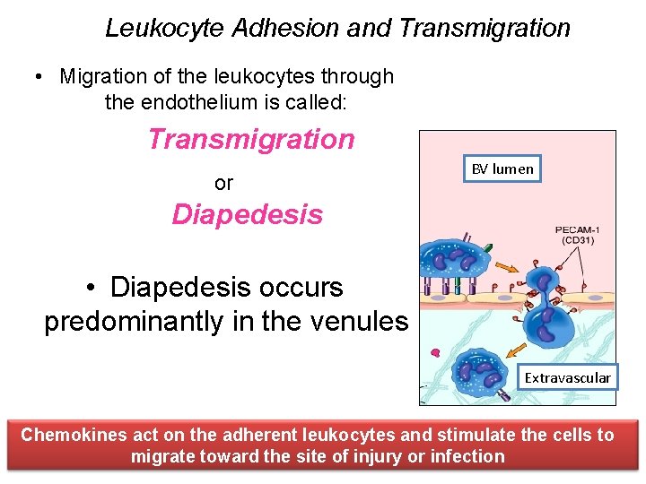 Leukocyte Adhesion and Transmigration • Migration of the leukocytes through the endothelium is called: