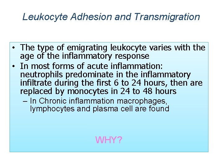 Leukocyte Adhesion and Transmigration • The type of emigrating leukocyte varies with the age