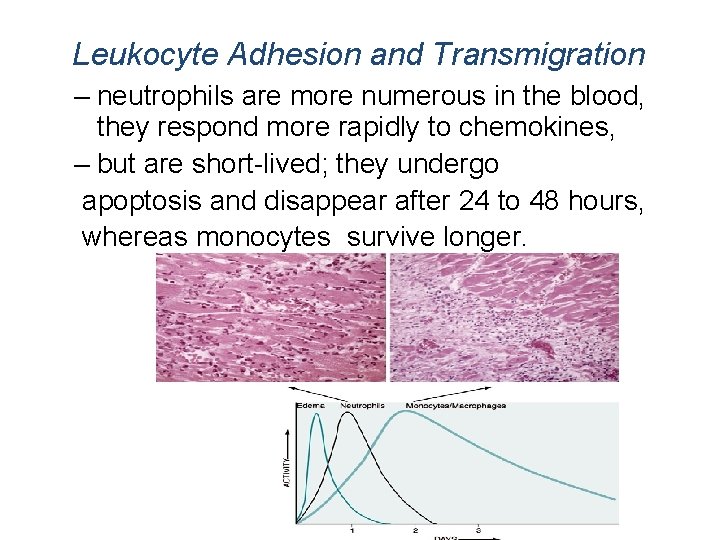 Leukocyte Adhesion and Transmigration – neutrophils are more numerous in the blood, they respond