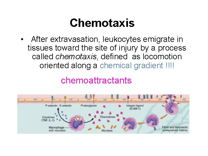 Chemotaxis • After extravasation, leukocytes emigrate in tissues toward the site of injury by