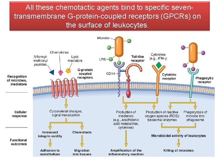 All these chemotactic agents bind to specific seventransmembrane G-protein-coupled receptors (GPCRs) on the surface