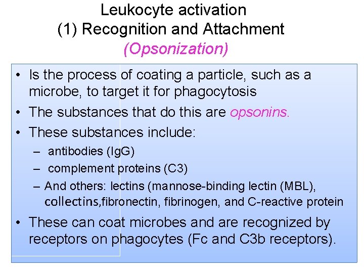 Leukocyte activation (1) Recognition and Attachment (Opsonization) • Is the process of coating a