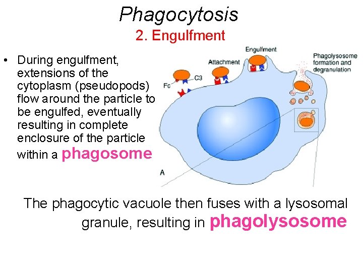 Phagocytosis 2. Engulfment • During engulfment, extensions of the cytoplasm (pseudopods) flow around the