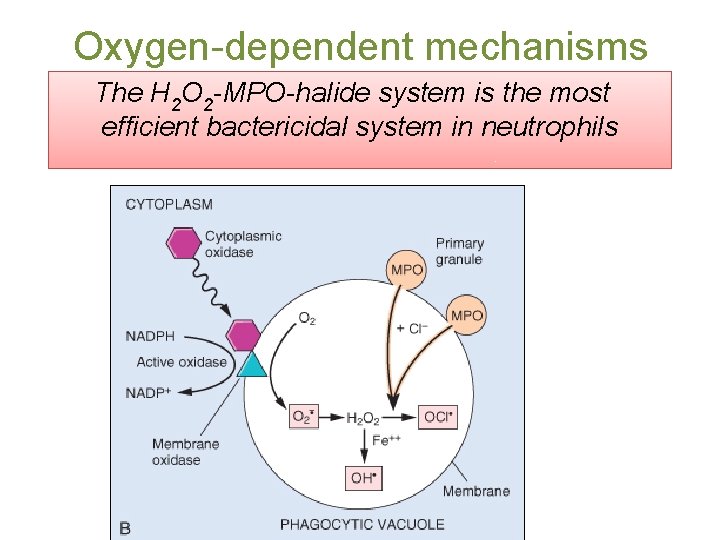 Oxygen-dependent mechanisms The H 2 O 2 -MPO-halide system is the most efficient bactericidal