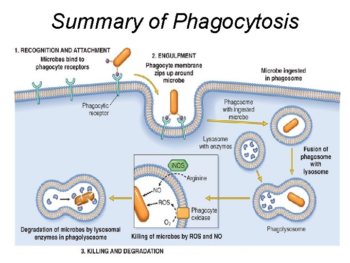 Summary of Phagocytosis 