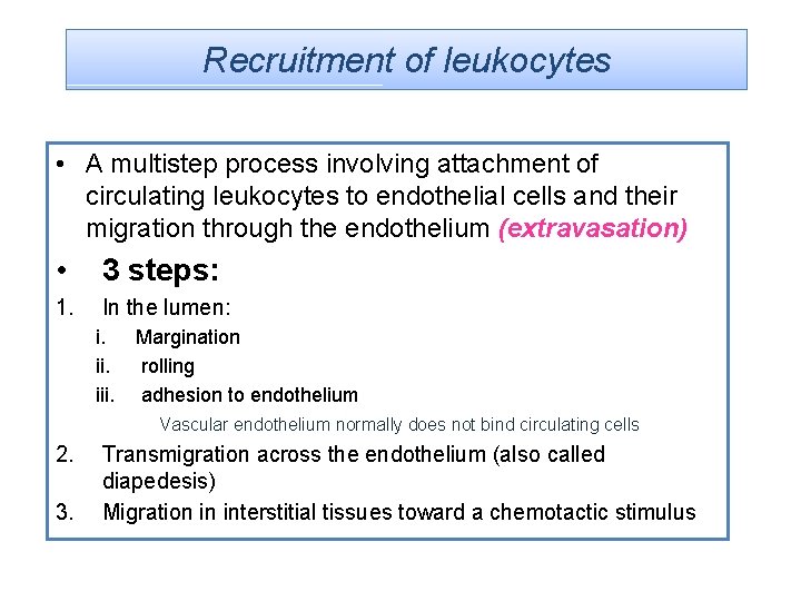 Recruitment of leukocytes • A multistep process involving attachment of circulating leukocytes to endothelial
