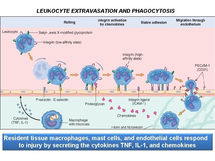 LEUKOCYTE EXTRAVASATION AND PHAGOCYTOSIS Resident tissue macrophages, mast cells, and endothelial cells respond to