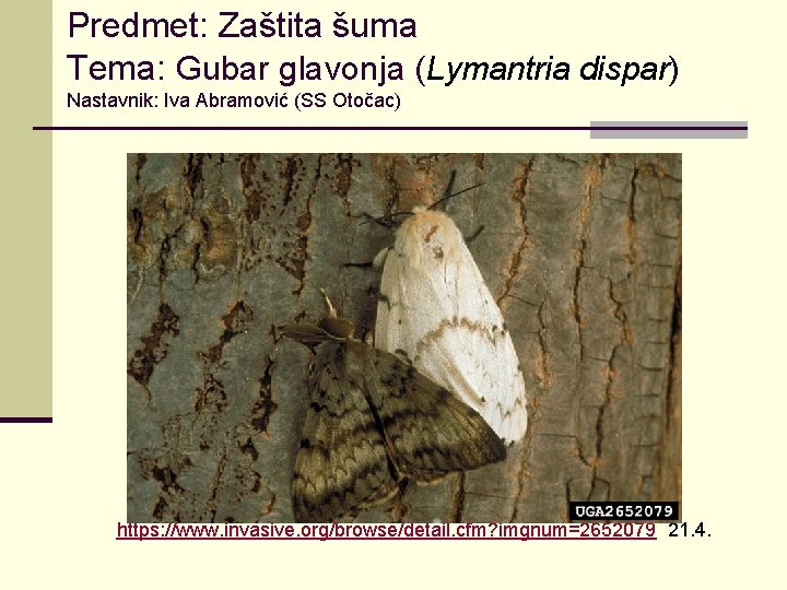 Predmet: Zaštita šuma Tema: Gubar glavonja (Lymantria dispar) Nastavnik: Iva Abramović (SS Otočac) https: