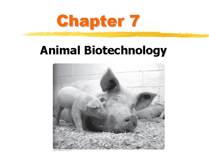 Chapter 7 Animal Biotechnology 