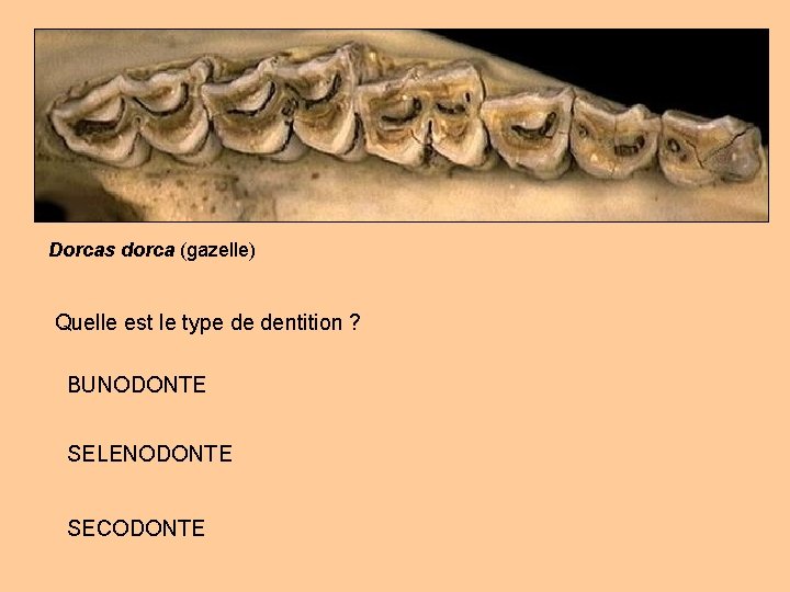 Dorcas dorca (gazelle) Quelle est le type de dentition ? BUNODONTE SELENODONTE SECODONTE 