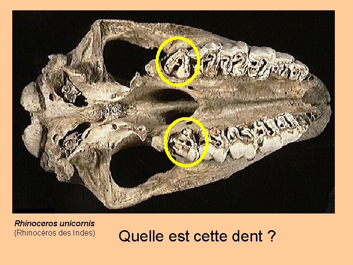 Rhinoceros unicornis (Rhinocéros des Indes) Quelle est cette dent ? 